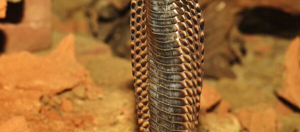 cobra - Sputnik Afrique