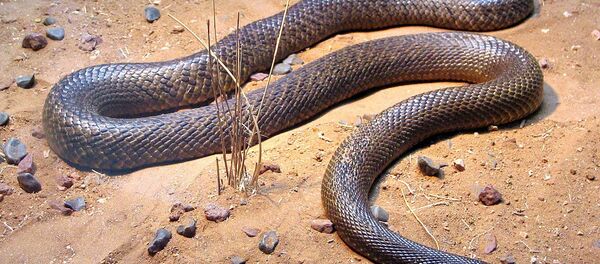 Le taïpan du désert - Sputnik Afrique