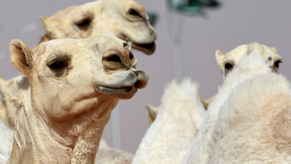 Concours du plus beau chameau à Riyad - Sputnik Afrique