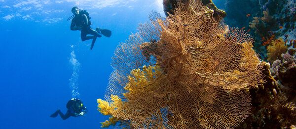 Plongeurs en mer Rouge - Sputnik Afrique