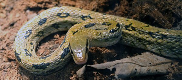 Un serpent (image d'illustration) - Sputnik Afrique