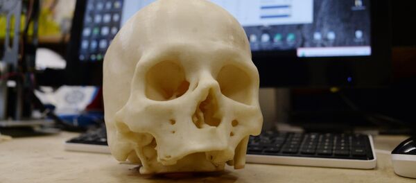 Modèle d'un crâne Modèle d'un crâne - Sputnik Afrique