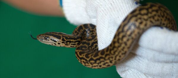Un serpent (image d'illustration) Un serpent (image d'illustration) - Sputnik Afrique
