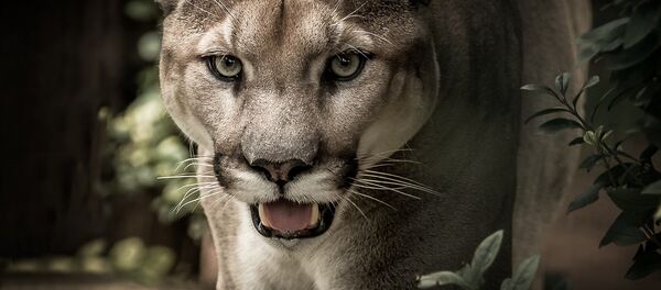 puma - Sputnik Afrique