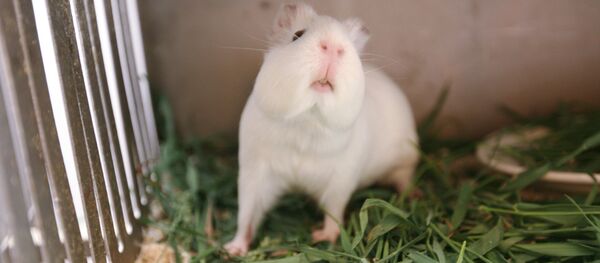 Rat - Sputnik Afrique