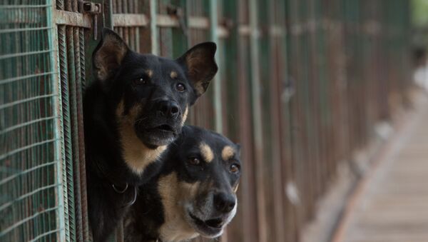 Dogs in an animal shelter, Moscow - Sputnik Afrique