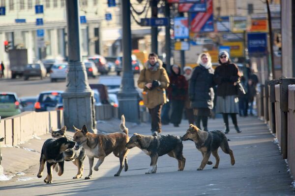 Chiens errants à Moscou Chiens errants à Moscou - Sputnik Afrique