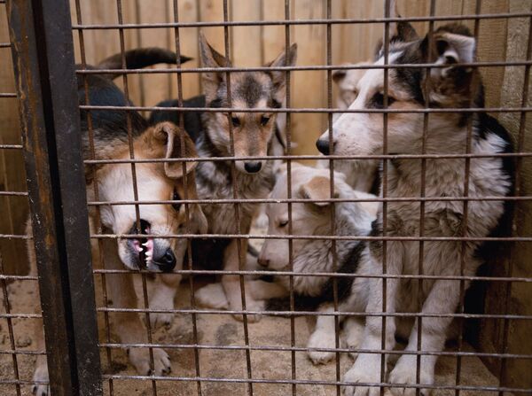 Dogs housed in the cage of the temporary animal shelter located at EMUP Spetsavtobaza. (File) Dogs housed in the cage of the temporary animal shelter located at EMUP Spetsavtobaza. (File) - Sputnik Afrique