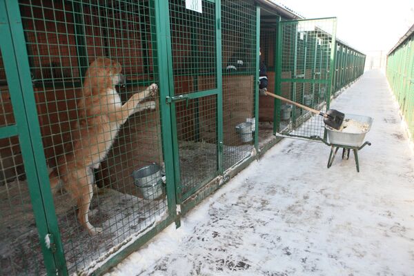 abri des animaux à Rudnevo, région de Moscou. abri des animaux à Rudnevo, région de Moscou. - Sputnik Afrique
