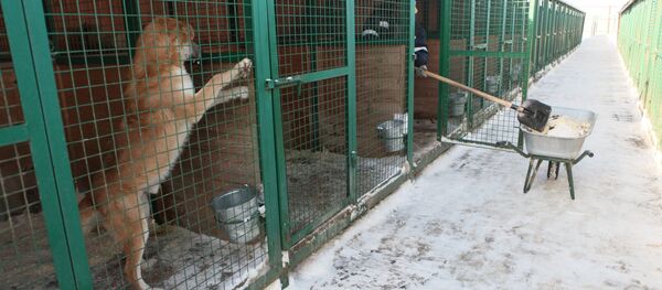 Un refuge animalier - Sputnik Afrique