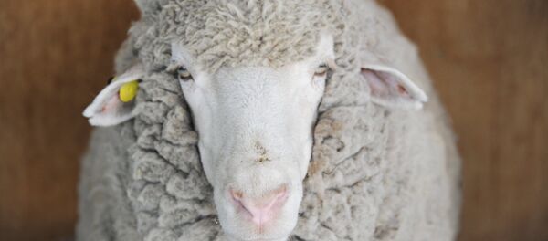 un mouton - Sputnik Afrique