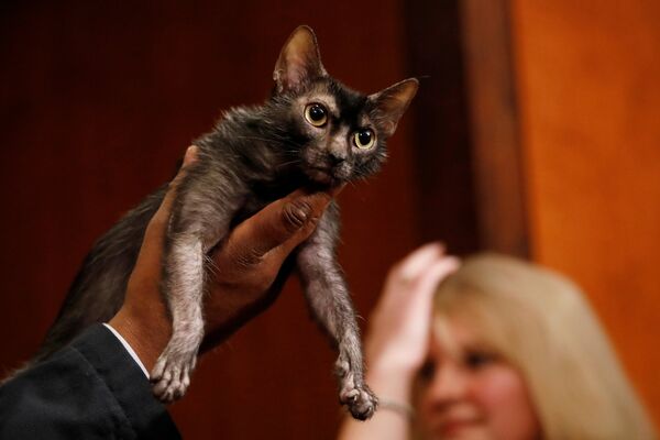 Les merveilles de la science: ces animaux «mutants» créés par l’homme - Sputnik Afrique