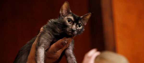 Lykoi, une nouvelle race féline - Sputnik Afrique