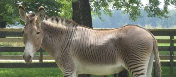 Un zonkey, croisement de zèbre et d'âne - Sputnik Afrique