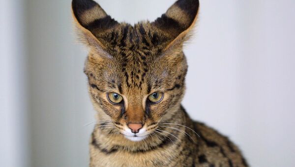 Un Savannah, hybride du serval et du chat domestique - Sputnik Afrique