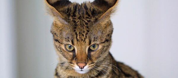 Un Savannah, hybride du serval et du chat domestique - Sputnik Afrique