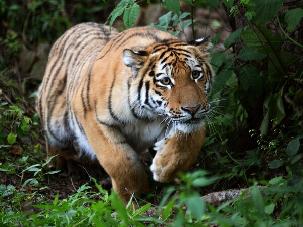 Le tigre de l'Amour Sherkhan - Sputnik Afrique