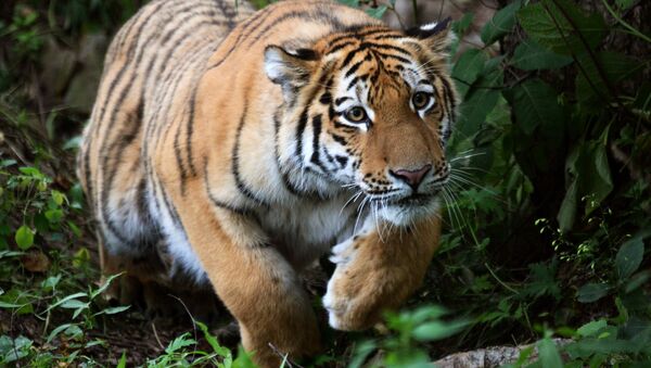 Le tigre de l'Amour Sherkhan - Sputnik Afrique