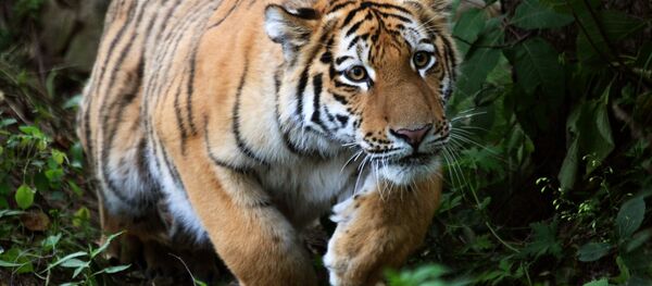 tigre de l'Amour - Sputnik Afrique