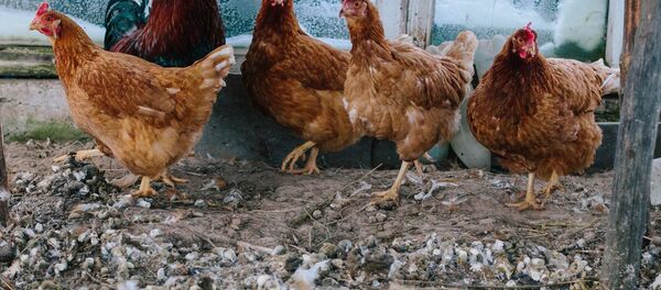 Un poulailler Un poulailler - Sputnik Afrique