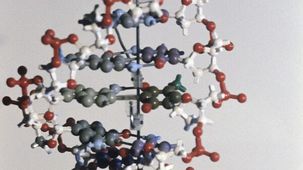 Modèle d'une molécule d'ADN - Sputnik Afrique