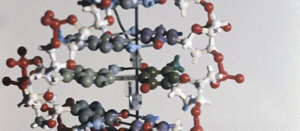 Modèle d'une molécule d'ADN - Sputnik Afrique