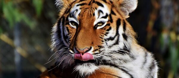 Tigre - Sputnik Afrique