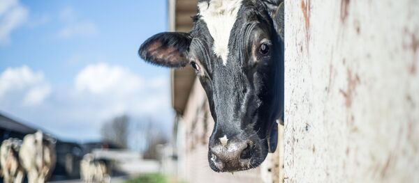 vache - Sputnik Afrique