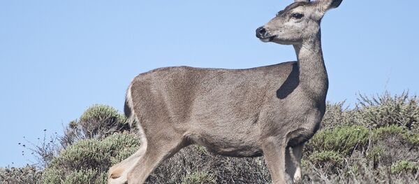 Un cerf - Sputnik Afrique