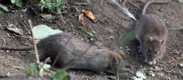 Des rats - Sputnik Afrique