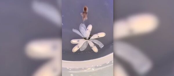 Baby octopus birth caught on video - Sputnik Afrique