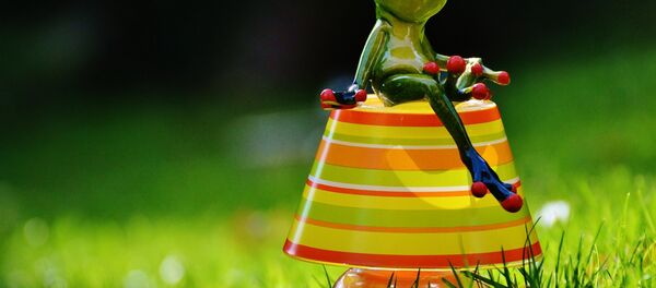 Une grenouille Une grenouille - Sputnik Afrique