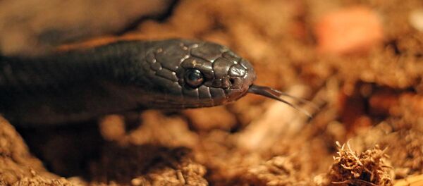 Un serpent - Sputnik Afrique