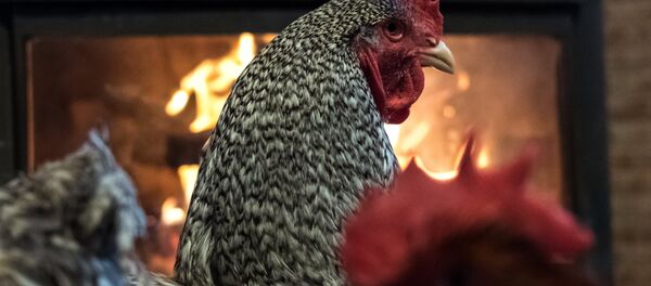 Un coq - Sputnik Afrique