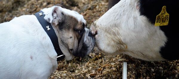 Amitié dans le monde animal - Sputnik Afrique