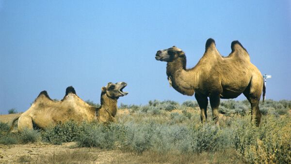 des chameaux (image d'illustration) - Sputnik Afrique