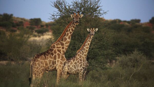 Des girafes - Sputnik Afrique