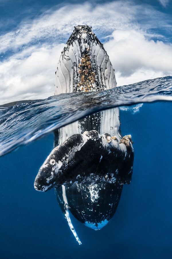 Gagnants du concours de photographie sous-marine Underwater Photographer of the Year 2018 - Sputnik Afrique