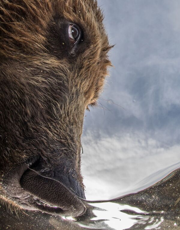 Gagnants du concours de photographie sous-marine Underwater Photographer of the Year 2018 - Sputnik Afrique