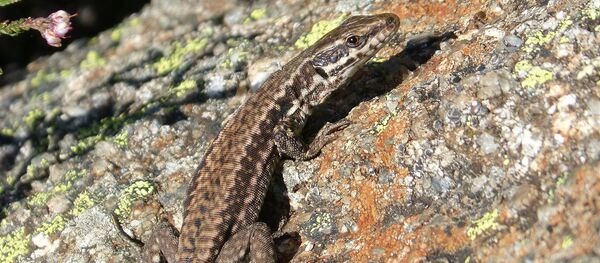 Un lézard - Sputnik Afrique