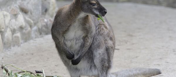 Un kangourou - Sputnik Afrique