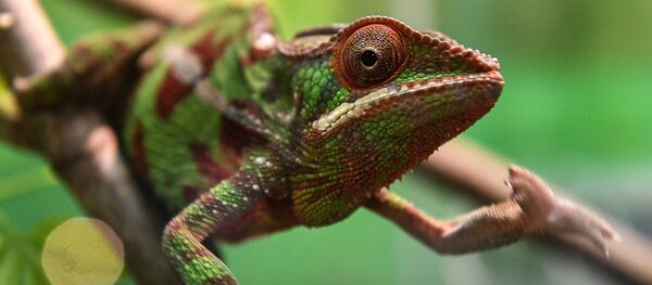 caméléon caméléon - Sputnik Afrique