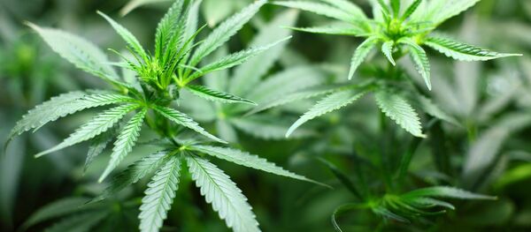 Cannabis - Sputnik Afrique