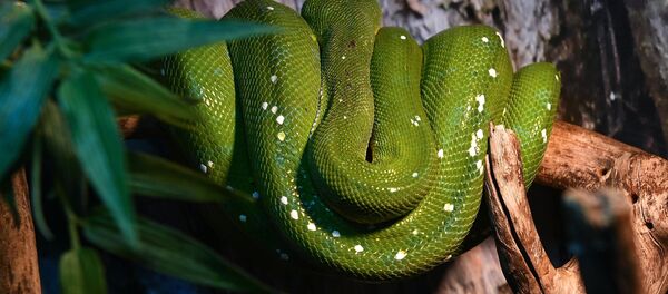 un serpent (image d'illustration) - Sputnik Afrique