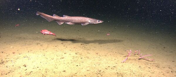 requin-chat - Sputnik Afrique