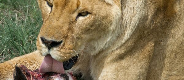 Une lionne Une lionne - Sputnik Afrique