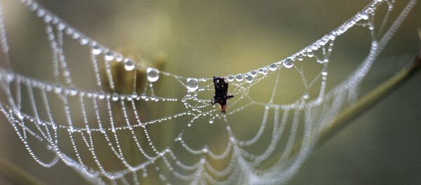 Toile d'araignée - Sputnik Afrique