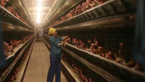 Work at 1st Minsk Poultry Factory in Minsk Region - Sputnik Afrique