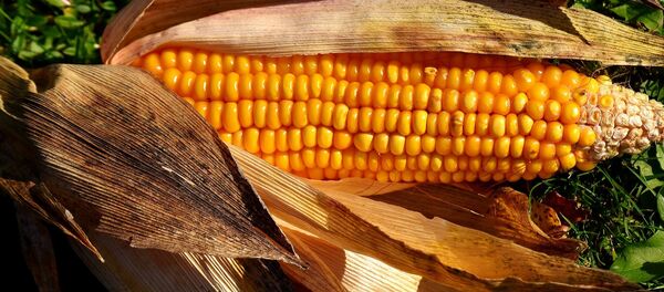 mais - Sputnik Afrique