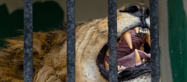 Un lion Un lion - Sputnik Afrique